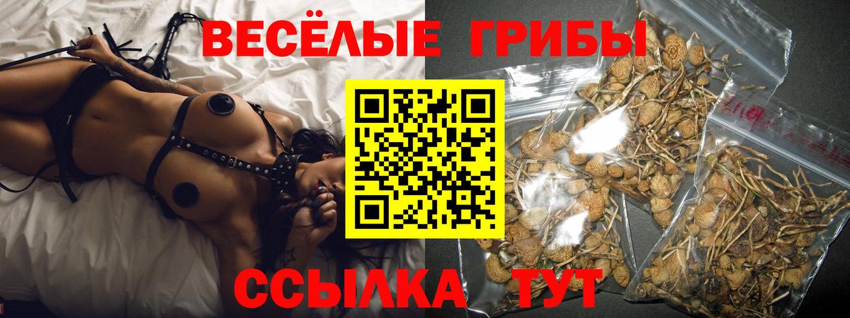 Псилоцибиновые грибы Psilocybine cubensis Камышин